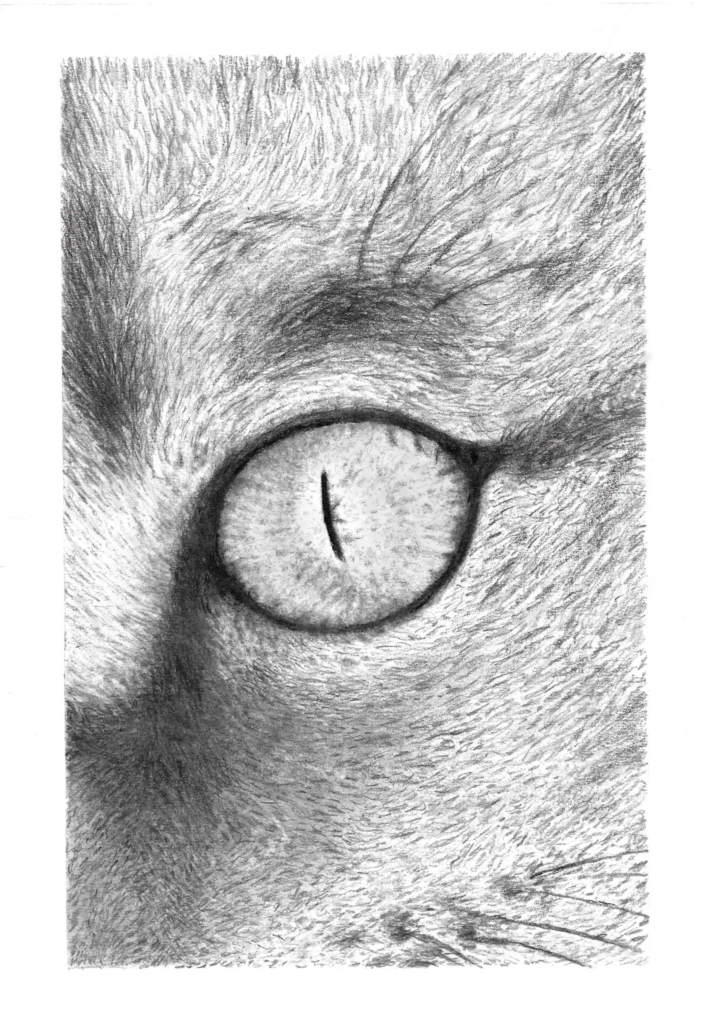 Ögonblick katt #1