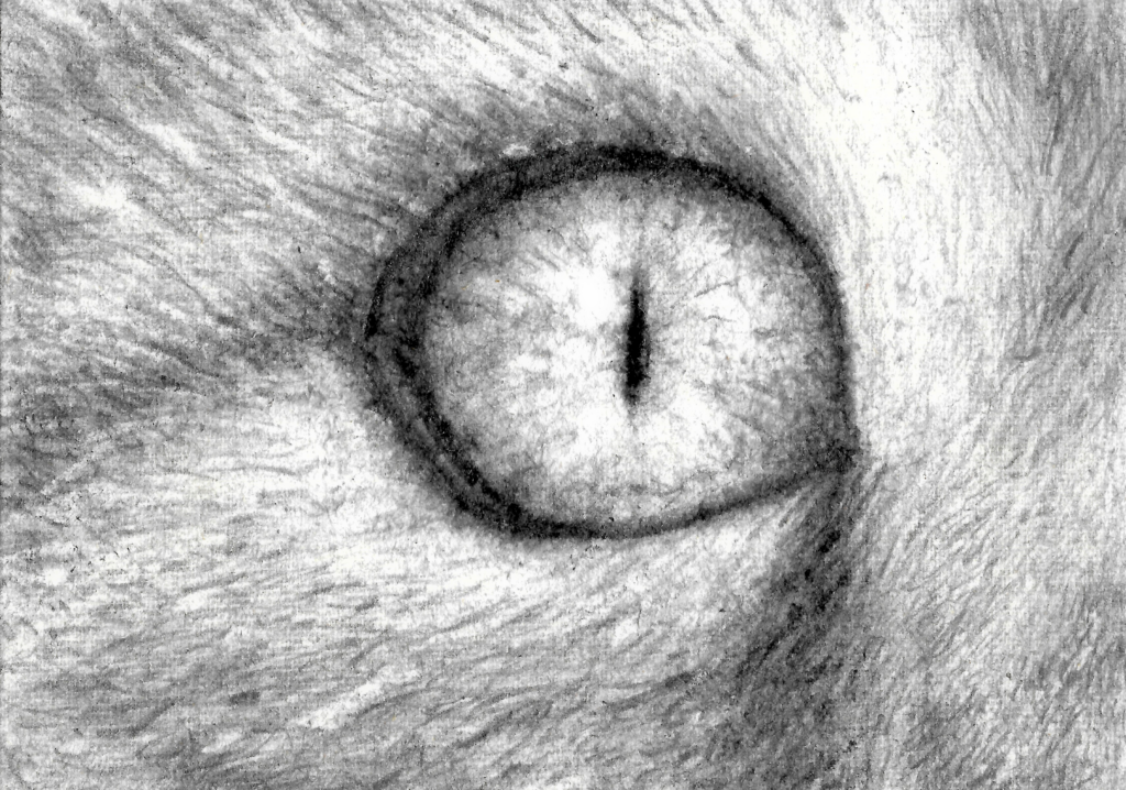 Ögonblick katt #3